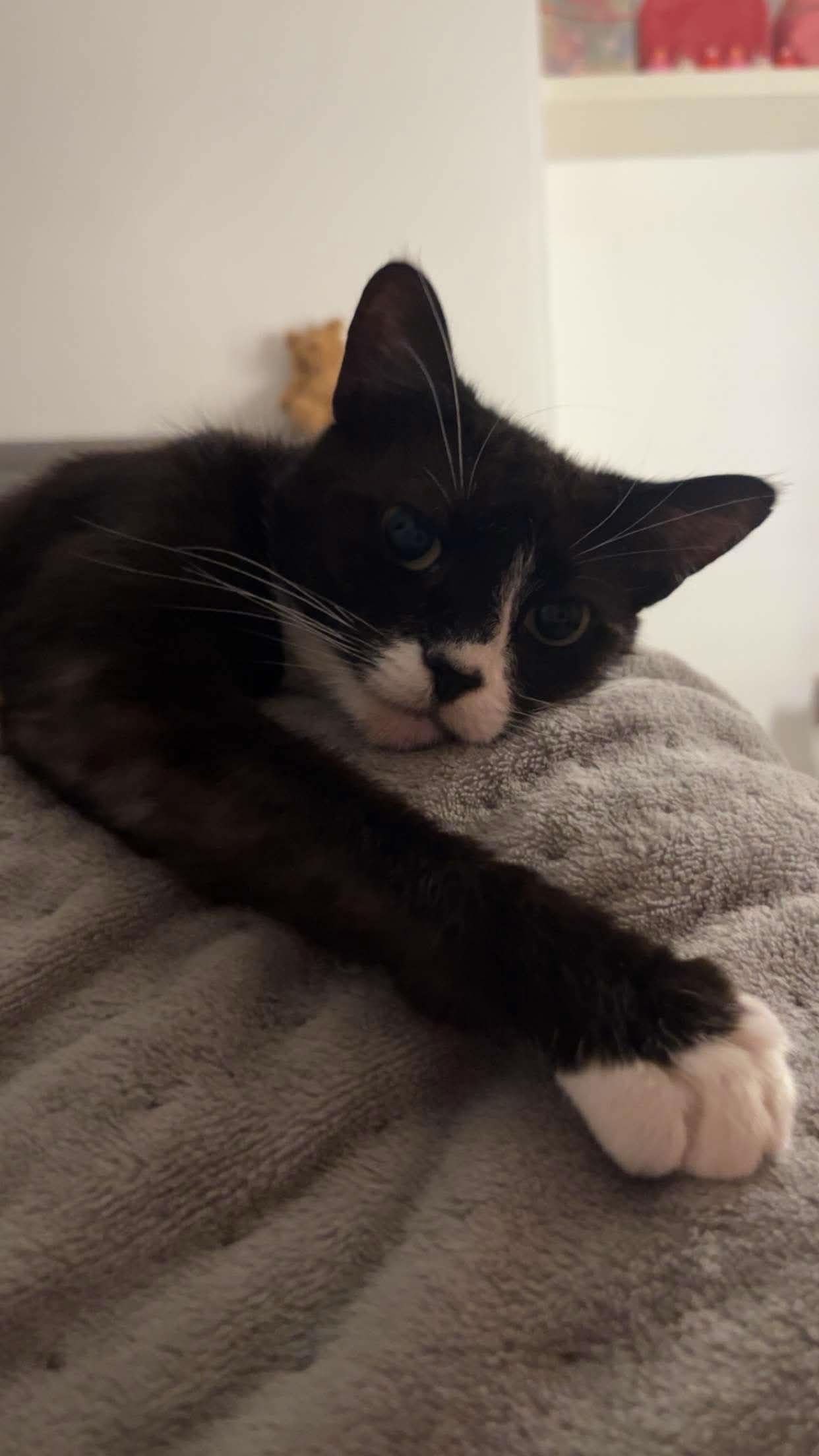 Munchi the Cat